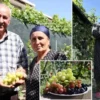 ahiska turku aile erzincanda 70 cesit uzum yetistiriyor YYDXqyAM.webp