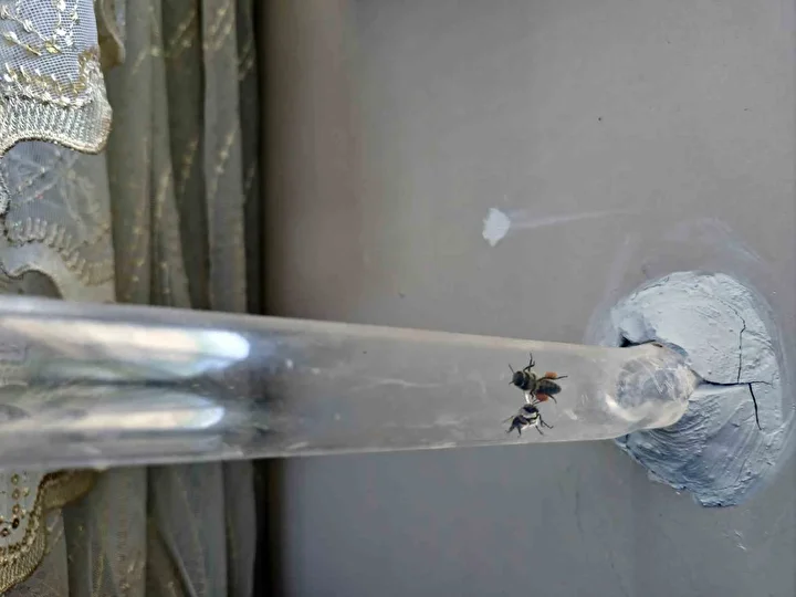 Bu düzenek görenleri şaşırtıyor: Vızır vızır çalışan arılar 15. kata bal götürüyor 4 bu duzenek gorenleri sasirtiyor vizir vizir calisan arilar 15 kata bal goturuyor 3 YLtaaCDF