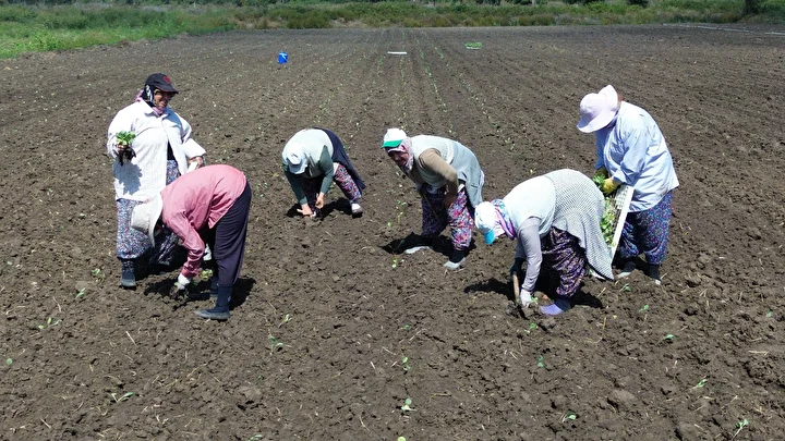 samsunda bafra ovasinda aylarca surecek kislik zerzevat fidesi dikimi basladi gunlugu bin 500 tl rLGhipIg