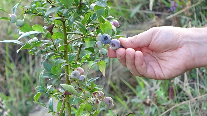 26 yıllık öğretmen Trabzon'da alternatif tarıma yöneldi: Ormanların ortasında bahçe kurdu 2 26 yillik ogretmen trabzonda alternatif tarima yoneldi ormanlarin ortasinda bahce kurdu 1 w1fR6SKp