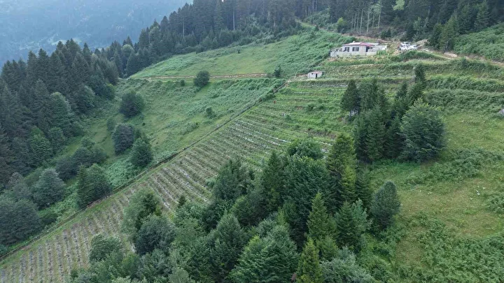 26 yıllık öğretmen Trabzon'da alternatif tarıma yöneldi: Ormanların ortasında bahçe kurdu 5 26 yillik ogretmen trabzonda alternatif tarima yoneldi ormanlarin ortasinda bahce kurdu 4 39EQ7qiK