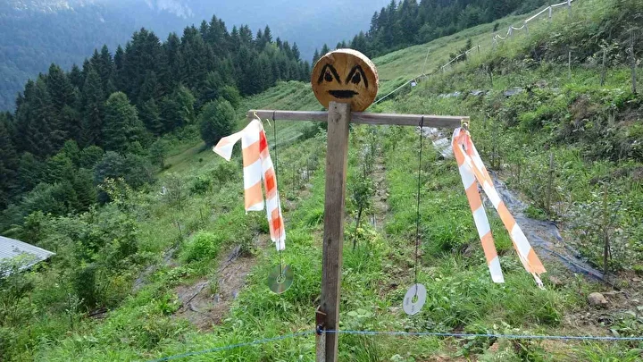 26 yıllık öğretmen Trabzon'da alternatif tarıma yöneldi: Ormanların ortasında bahçe kurdu 6 26 yillik ogretmen trabzonda alternatif tarima yoneldi ormanlarin ortasinda bahce kurdu 5 hReReQpA