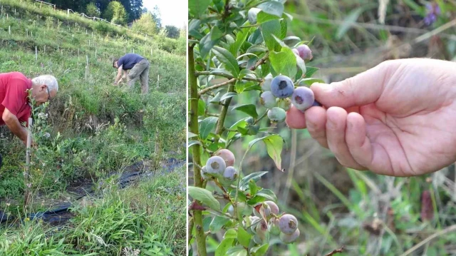26 yıllık öğretmen Trabzon’da alternatif tarıma yöneldi: Ormanların ortasında bahçe kurdu 26 yillik ogretmen trabzonda alternatif tarima yoneldi ormanlarin ortasinda bahce kurdu FKymkNCp.webp