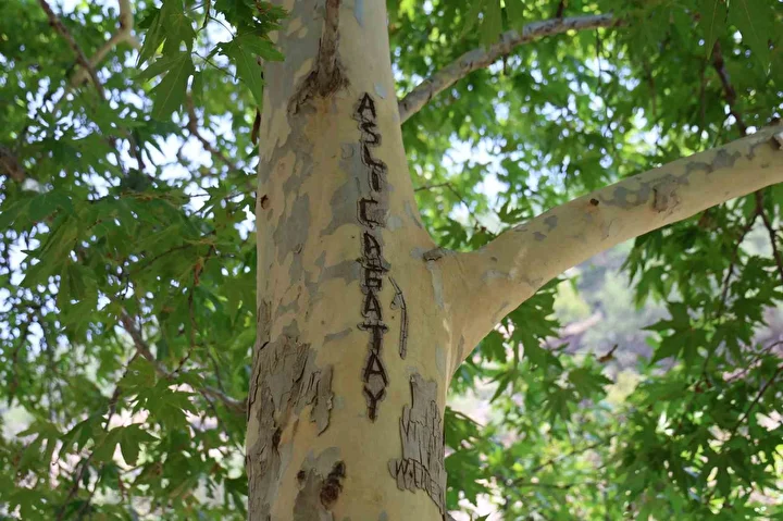 45 yillik cinari yazi tahtasina cevirdiler vatandas cuvalla muhafaza altina aldi 0 pJtUhdGs