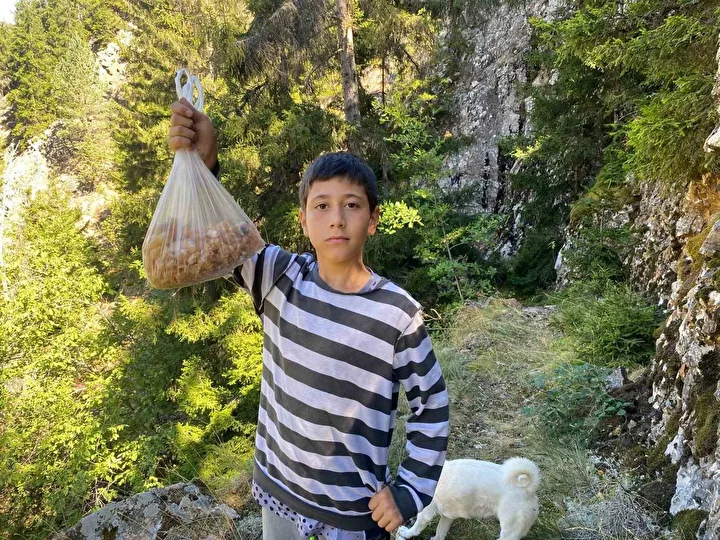 5inci sinif ogrencisi ormanda tesadufen buldu kilosunu 5 bin tlye satiyor 0 cPrgl7br