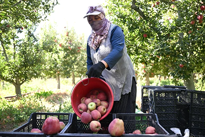 60 donumluk elma bahcesini bu prosedurle zirai dondan korumustu hasada basladi 0 UJt7kAGs