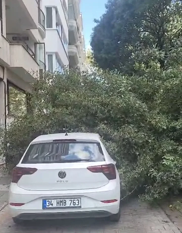 agac yola devrildi 2 arabada hasar olustu 5 fjdsD83f