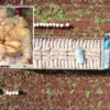 agustosta en cok ucuzlayan eser patates oldu 8tEUWTDf.webp