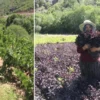 arapgirin kozluk cayi vadisinde hasat basladi iki cografik isaretli eser ciftcinin yuzunu guldurdu tJyCecvl.webp