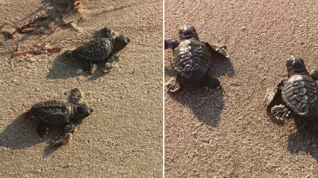 aydin ve izmirde 9 yuvadan cikan 469 caretta caretta yavrusu denizle bulustu RO6ZtZEG.webp