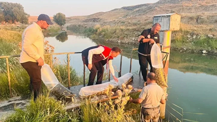 bitliste aygir ve nazik gollerine 3 milyon 895 bin sazan baligi yavrusu birakildi 1 gYRBa2yM