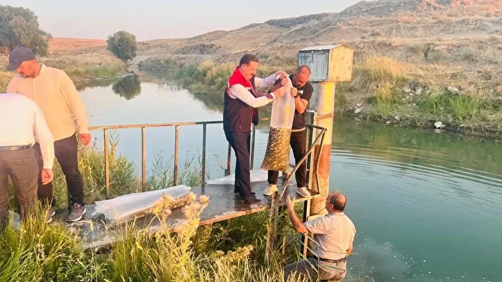 bitliste aygir ve nazik gollerine 3 milyon 895 bin sazan baligi yavrusu birakildi 3 bRfJVFSi