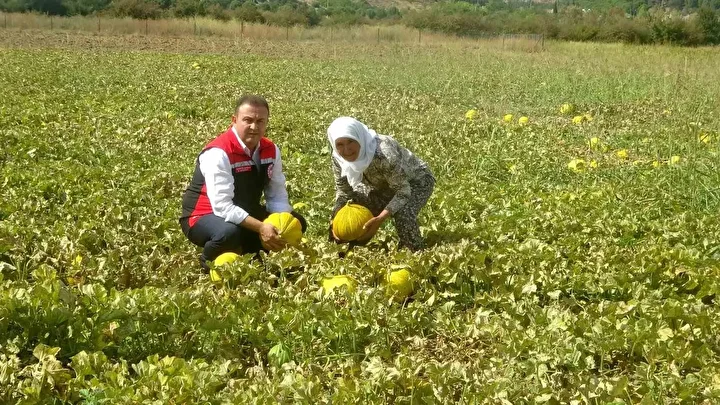 cet tohumundan gelen miras yayla kavunu dunyanin cikilan degil inilen tek yaylasinda yuz yillardir 4cZscXWA
