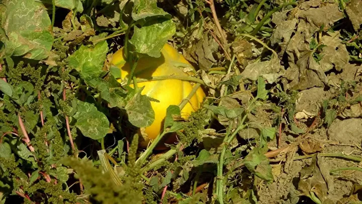 cet tohumundan gelen miras yayla kavunu dunyanin cikilan degil inilen tek yaylasinda yuz yillardir 6j1R9YuI