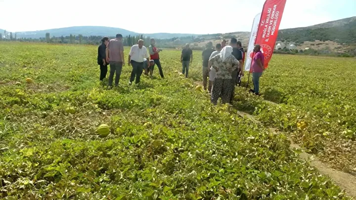 cet tohumundan gelen miras yayla kavunu dunyanin cikilan degil inilen tek yaylasinda yuz yillardir Lw4DrlST