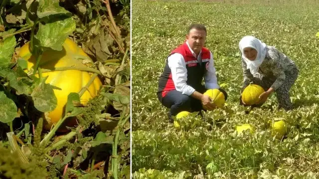 cet tohumundan gelen miras yayla kavunu dunyanin cikilan degil inilen tek yaylasinda yuz yillardir g3SHLb8B.webp