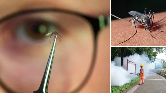 Chikungunya salgını yayıldı: Çin’de halk sıhhati acil durumu ilan edildi chikungunya salgini yayildi cinde halk sihhati acil durumu ilan edildi HScaF8MG.webp