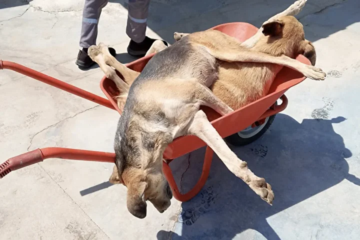 chpli alasehir belediyesi kopekleri oldurup cop otomobiline atti 2