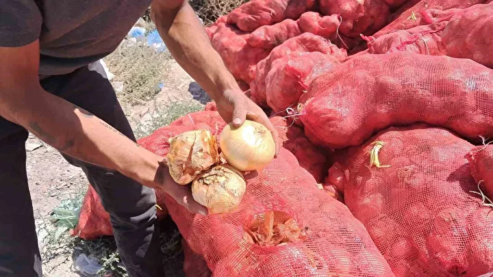 cuvallar dolusu tonlarca kuru sogan bos bir yere atildi tarim ve orman mudurlugu inceleme 5Y1J412m
