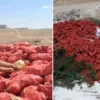Kapış kapış gidiyor: Tam bir C vitamini bombası kilosu 18 TL’den satılıyor cuvallar dolusu tonlarca kuru sogan bos bir yere atildi tarim ve orman mudurlugu inceleme bFUEffzh.webp