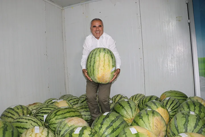 diyarbakirda 76 dev karpuz musabaka oncesi soguk hava deposunda korunuyor 0 yLWJyIz4