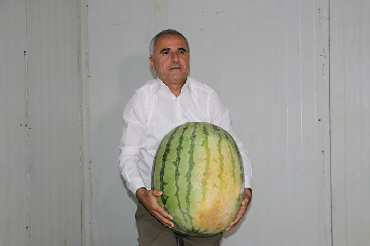 diyarbakirda 76 dev karpuz musabaka oncesi soguk hava deposunda korunuyor 1