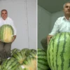 diyarbakirda 76 dev karpuz musabaka oncesi soguk hava deposunda korunuyor WIFSiEUA.webp