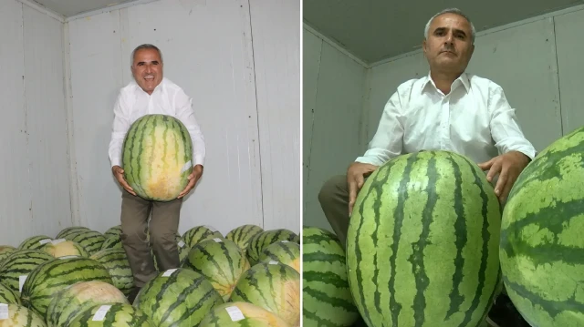 diyarbakirda 76 dev karpuz musabaka oncesi soguk hava deposunda korunuyor WIFSiEUA.webp