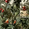 dogal sifa deposu bu yil daglarda bol olcude var dikenli kollardan toplaniyor Cvf7stud.webp