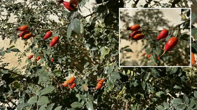 Doğal şifa deposu: Bu yıl dağlarda bol ölçüde var! Dikenli kollardan toplanıyor dogal sifa deposu bu yil daglarda bol olcude var dikenli kollardan toplaniyor Cvf7stud.webp