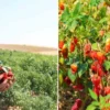 Sanat dünyasından ‘Filistin’ reaksiyonu: ‘İsrailli yapımcılarla çalışmayacağız’ dunya kahramanmaras biberine hayran cografik isaretli eserde evvel hasat sonra kurutma yapilacak F1g6NGc8.webp