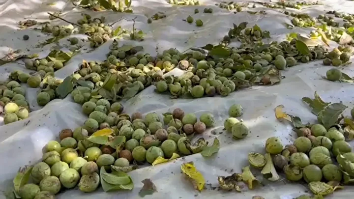dunyaca unlu kilosu 600 liraya kadar cikiyor hasadina baslandi 1 belhZtip