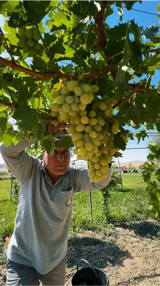 eko ciftlikte zerzevat meyve hasadi 1 mvVf6YGJ