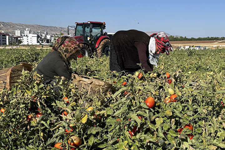 elazigda kiraladiklari tarlalarda cadir kurup zerzevat yetistiriyorlar 3 FO3W61vS