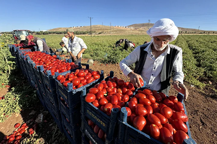 elazigda kiraladiklari tarlalarda cadir kurup zerzevat yetistiriyorlar 9 VlUvPbJn