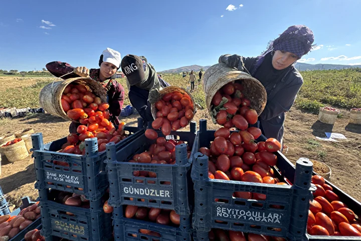 elazigdan ihrac edilen kurutulmus domates dunya sofralarina lezzet katiyor uretim her gecen yil artis djTSPQif