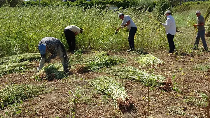 en kalitelisi bu vilayetimizde yetisiyor ismine altin deniyor kilosu 140 liradan satiliyor 0 AE3CFAAF
