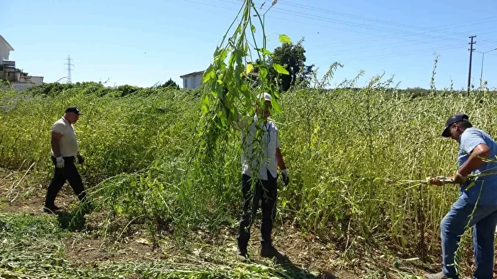 en kalitelisi bu vilayetimizde yetisiyor ismine altin deniyor kilosu 140 liradan satiliyor 2 D2qGTatN