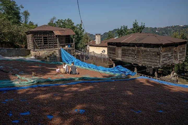 giresunda sokak ve caddelere findiklar serilmeye basladi 15 FOpG9qdy