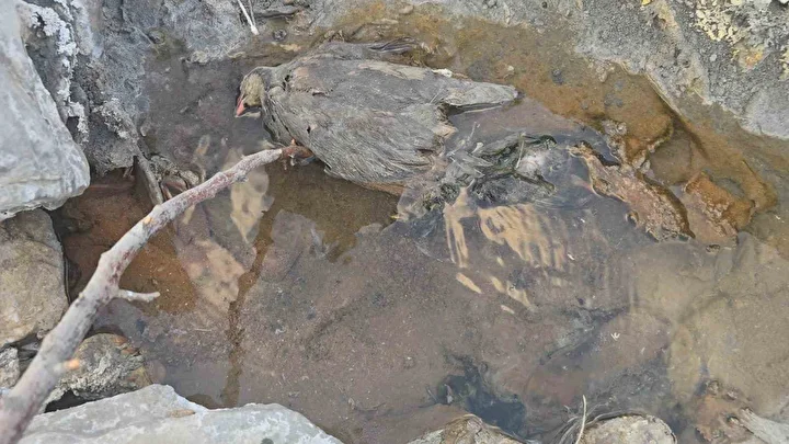 hakkaride gizemli vadi insanlara sifa hayvanlara mevt saciyor 2 tJ915IyI