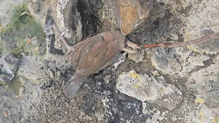 hakkaride gizemli vadi insanlara sifa hayvanlara mevt saciyor 4 rWvwBKvX