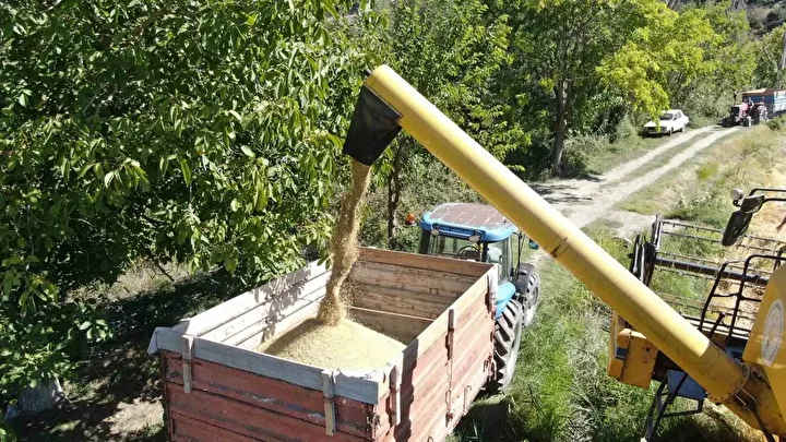 Hasadı başladı, yurdun dört bir yanına gönderiliyor: Kilogramı 220 TL'den satılıyor 2 hasadi basladi yurdun dort bir yanina gonderiliyor kilogrami 220 tlden satiliyor 1 w7sGCc4y
