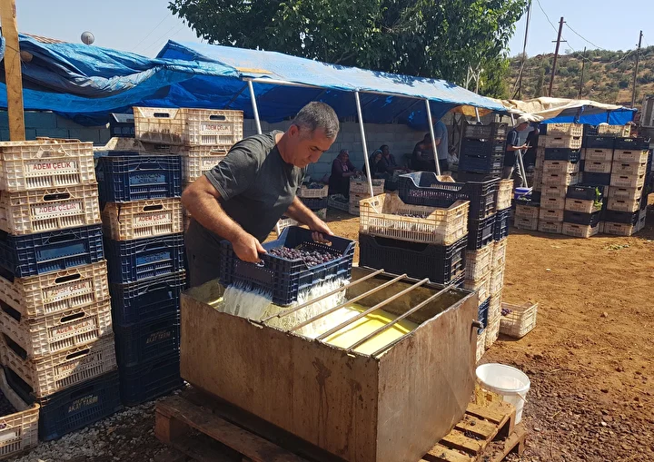 islahiyede antep karasi kurutmaya birakildi 50 bin dekarda yetistiriliyor 0 GcpvYMym