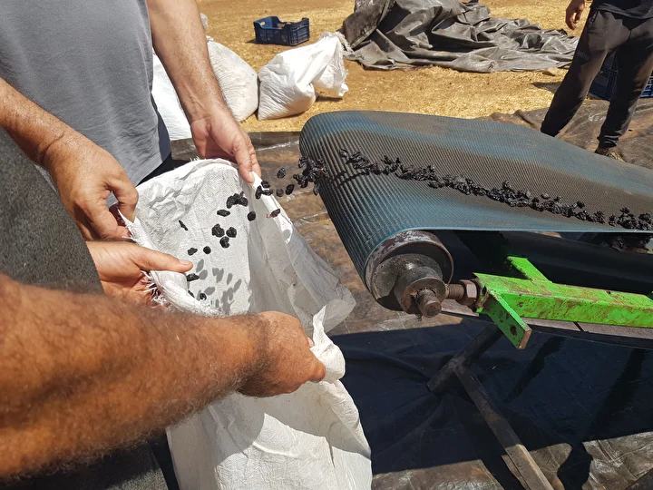 islahiyede antep karasi kurutmaya birakildi 50 bin dekarda yetistiriliyor 1 rEI1q9c4