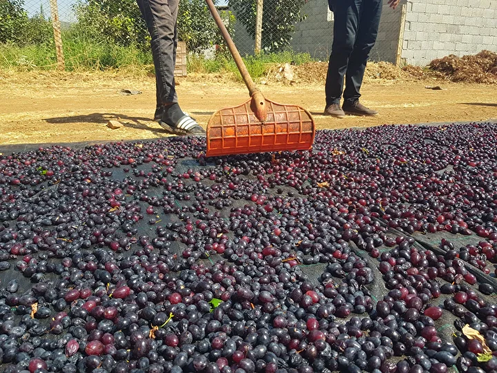 islahiyede antep karasi kurutmaya birakildi 50 bin dekarda yetistiriliyor 2 rz6gQwjM