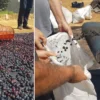 islahiyede antep karasi kurutmaya birakildi 50 bin dekarda yetistiriliyor 2KSErguN.webp