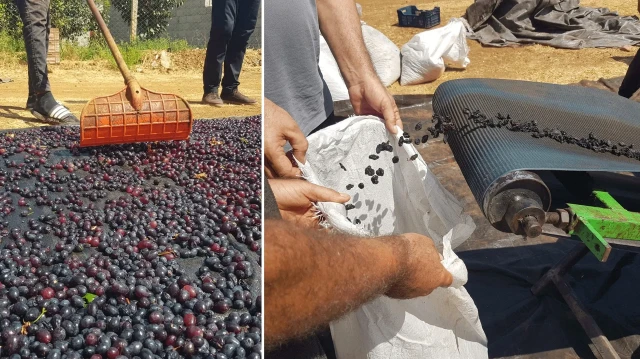 islahiyede antep karasi kurutmaya birakildi 50 bin dekarda yetistiriliyor 2KSErguN.webp