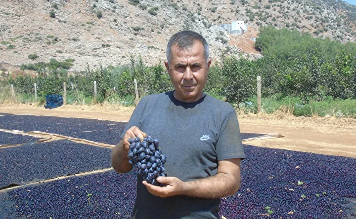 islahiyede antep karasi kurutmaya birakildi 50 bin dekarda yetistiriliyor 3 vB7HcrwN
