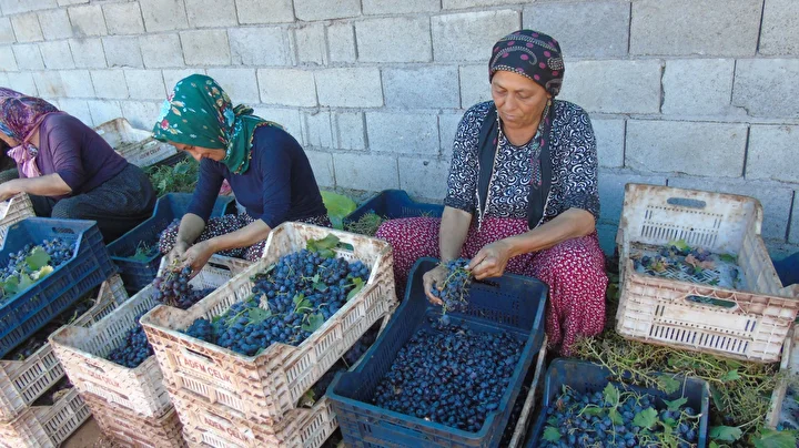 islahiyede antep karasi kurutmaya birakildi 50 bin dekarda yetistiriliyor 4 KuICUHLH