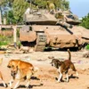 Şam-Washington çizgisinde SDG/PKK mesaisi israilin gazzede sebep oldugu insani kriz tepede kopekler cenazeleri yiyor 7Z1Sz4N2.webp